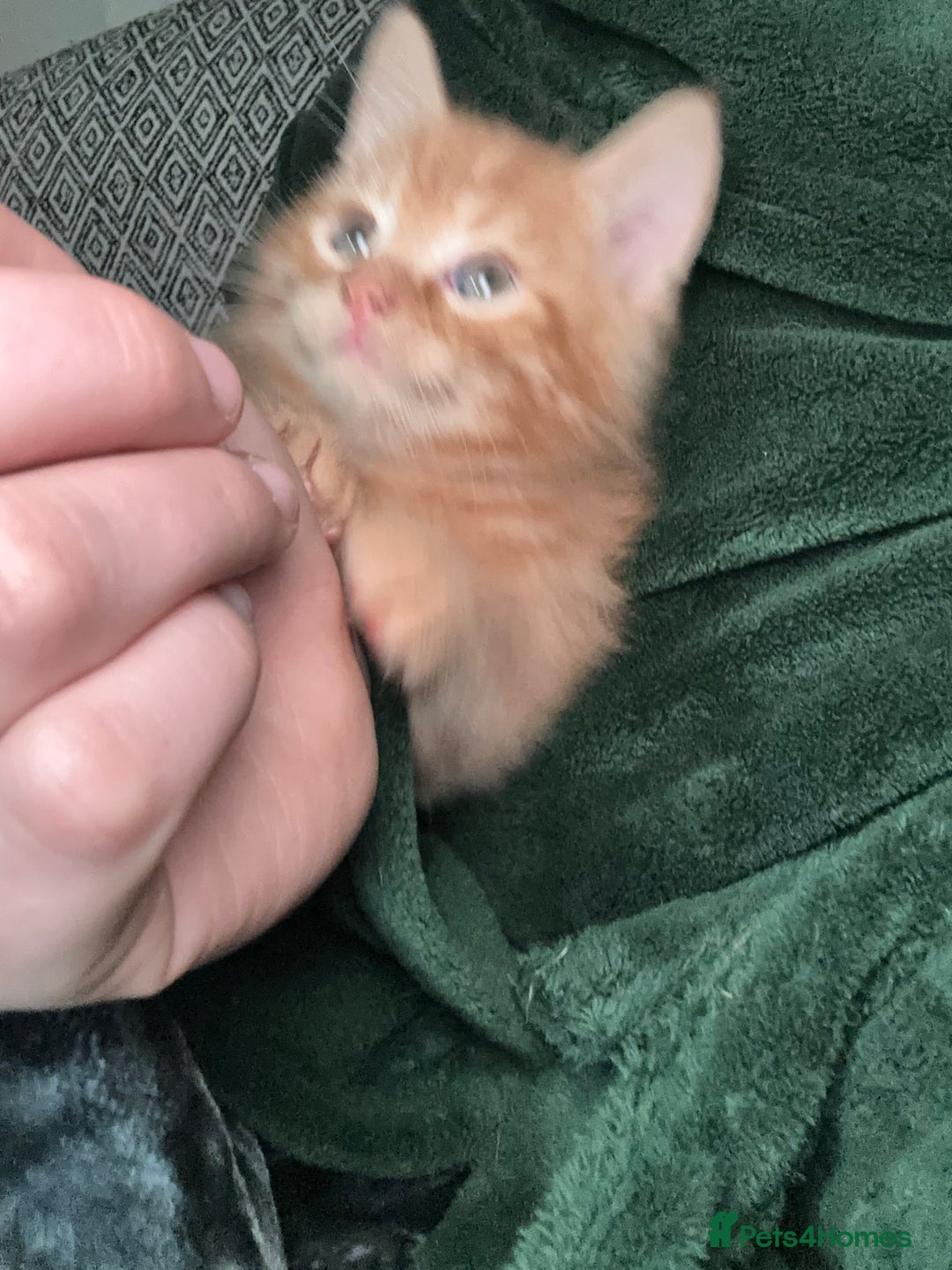 Scottish Fold cats for sale: Ginger Scottish fold/straights - Advert 16