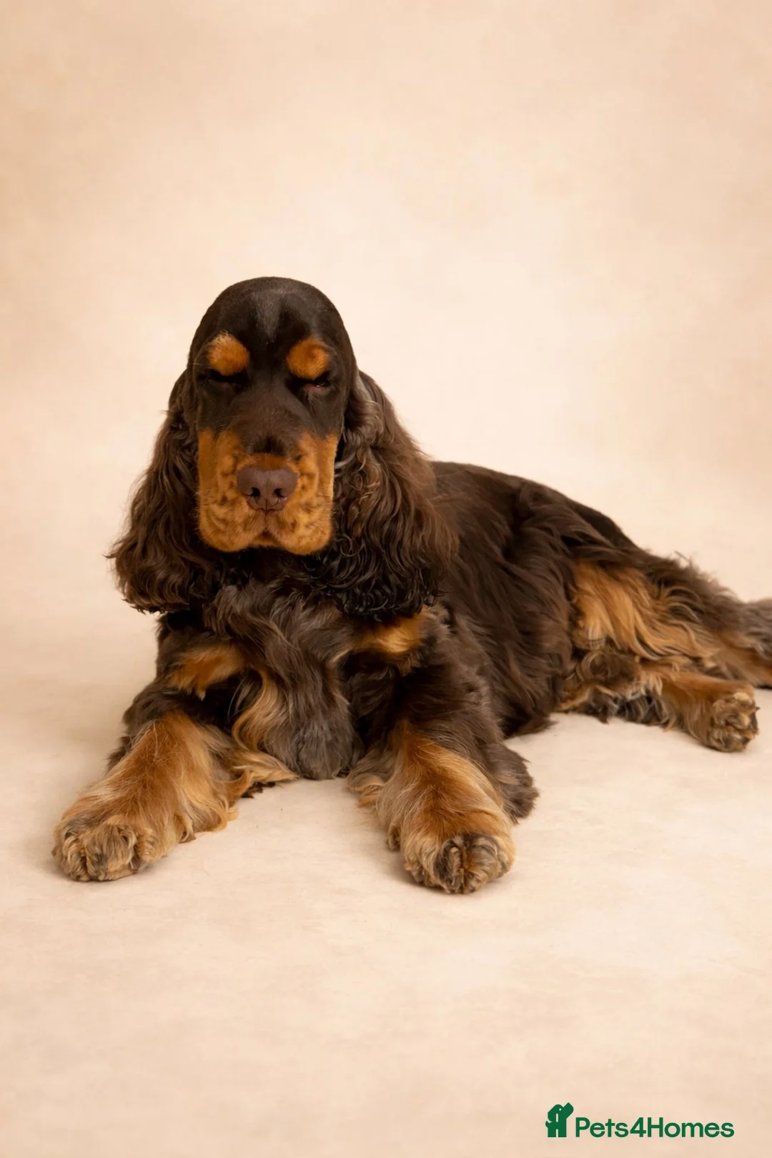 Cocker Spaniel dogs for stud: Stunning Italian Import Show Type Stud! - Advert 1