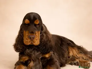 Cocker Spaniel dogs Stunning Italian Import Show Type Stud! - Advert 22