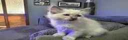 Ragdoll cats for sale: Ragdoll Kittens in Brandon - Advert 4