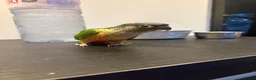 Conures birds for sale: Hand reared conure parrots  - Advert 3