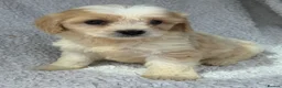 Cavachon dogs for sale: Stunning cavachons puppies  - Advert 7