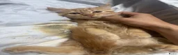 British Longhair cats for sale: British long hair + Turkish arugula  - Advert 18