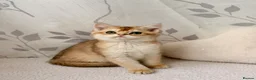 British Shorthair cats for sale: 🐾Golden British Shorthair Kittens🐾 - Advert 33