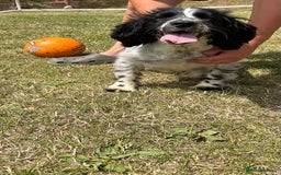 Cocker Spaniel dogs for sale: 2 beautiful cocker spaniels - Image 3