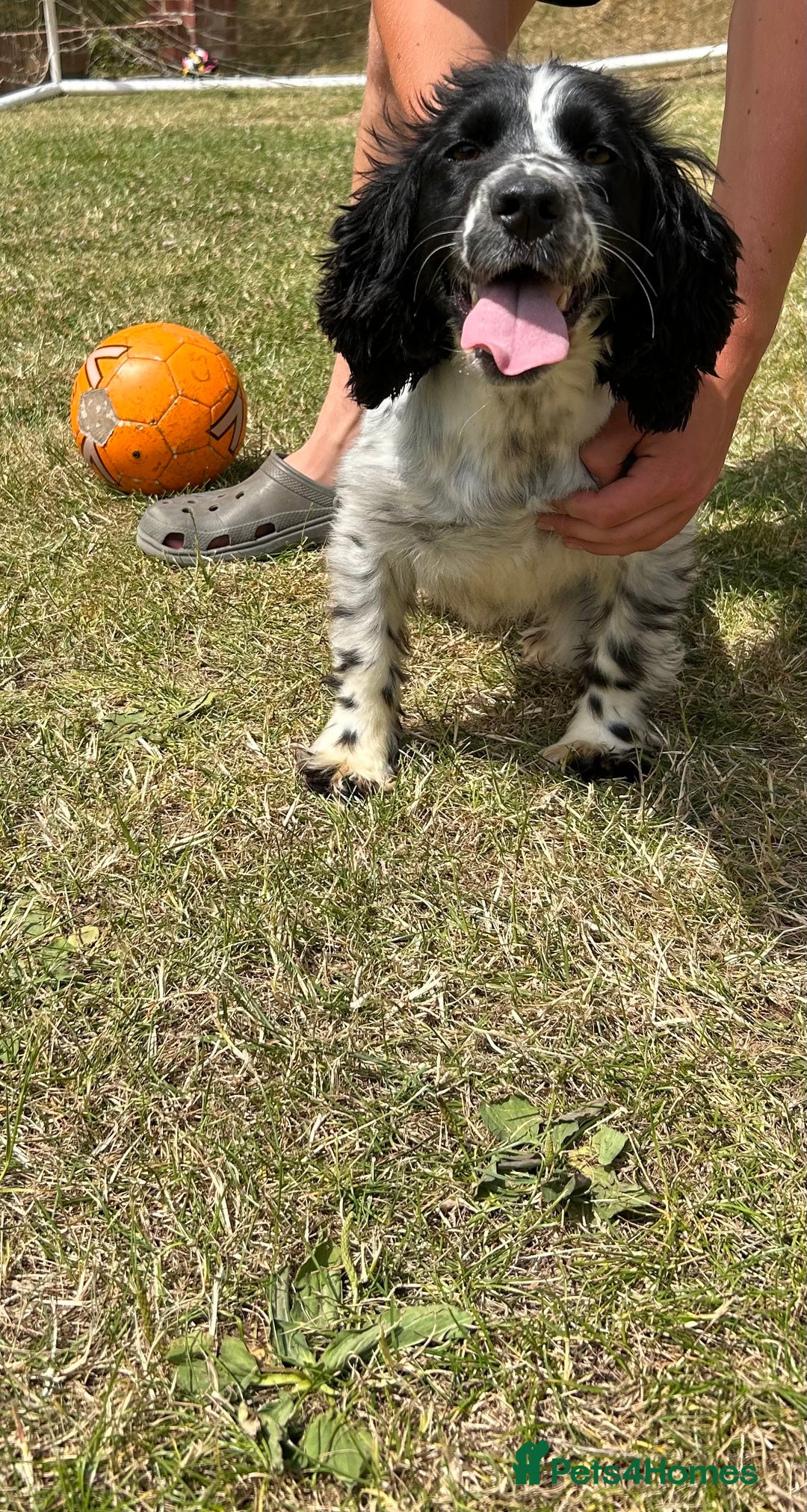 Cocker Spaniel dogs for sale: 2 beautiful cocker spaniels - Image 3