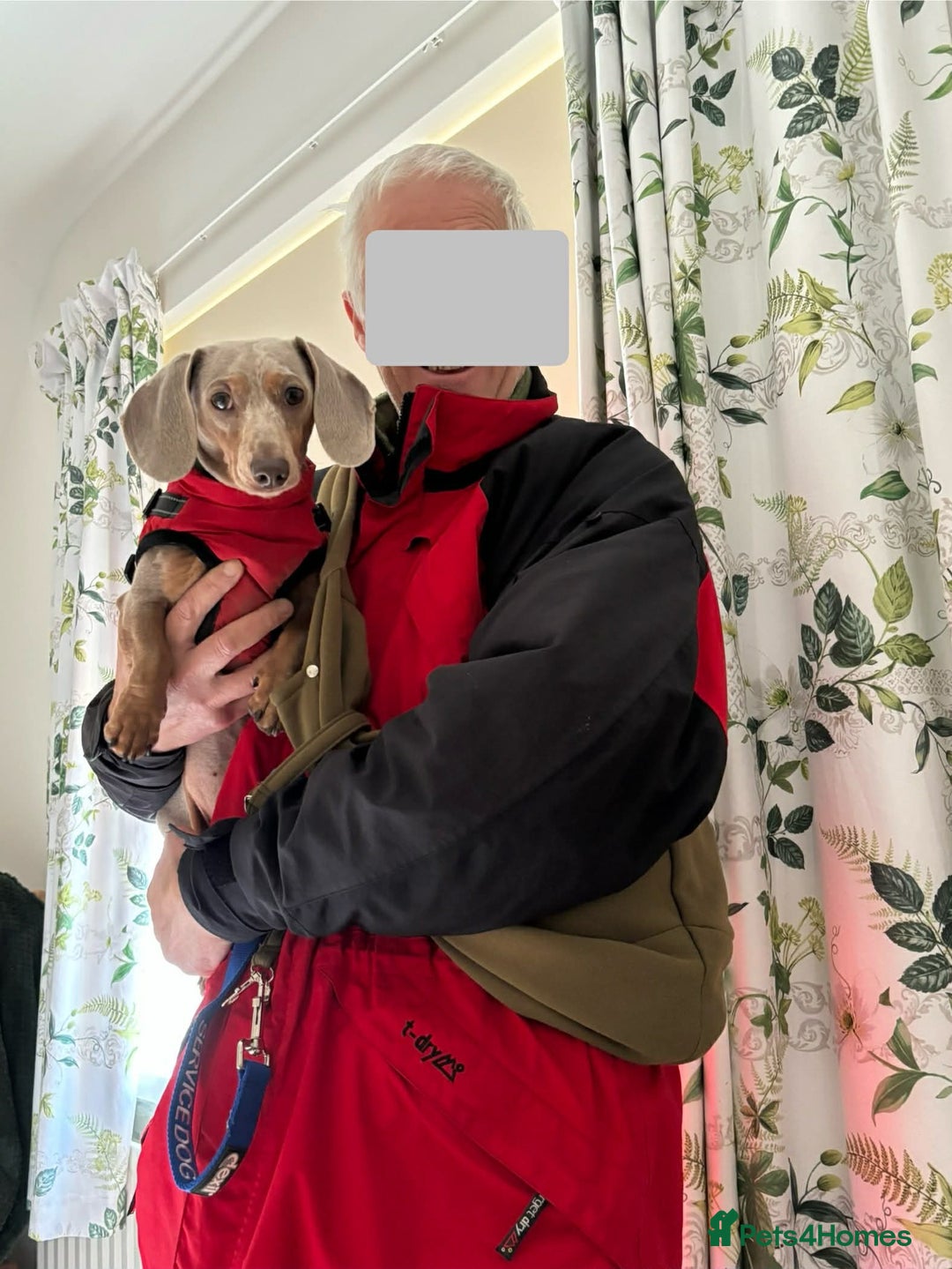 Miniature Dachshund dogs for sale: Miniature Dachsund Smooth Hair - Advert 13