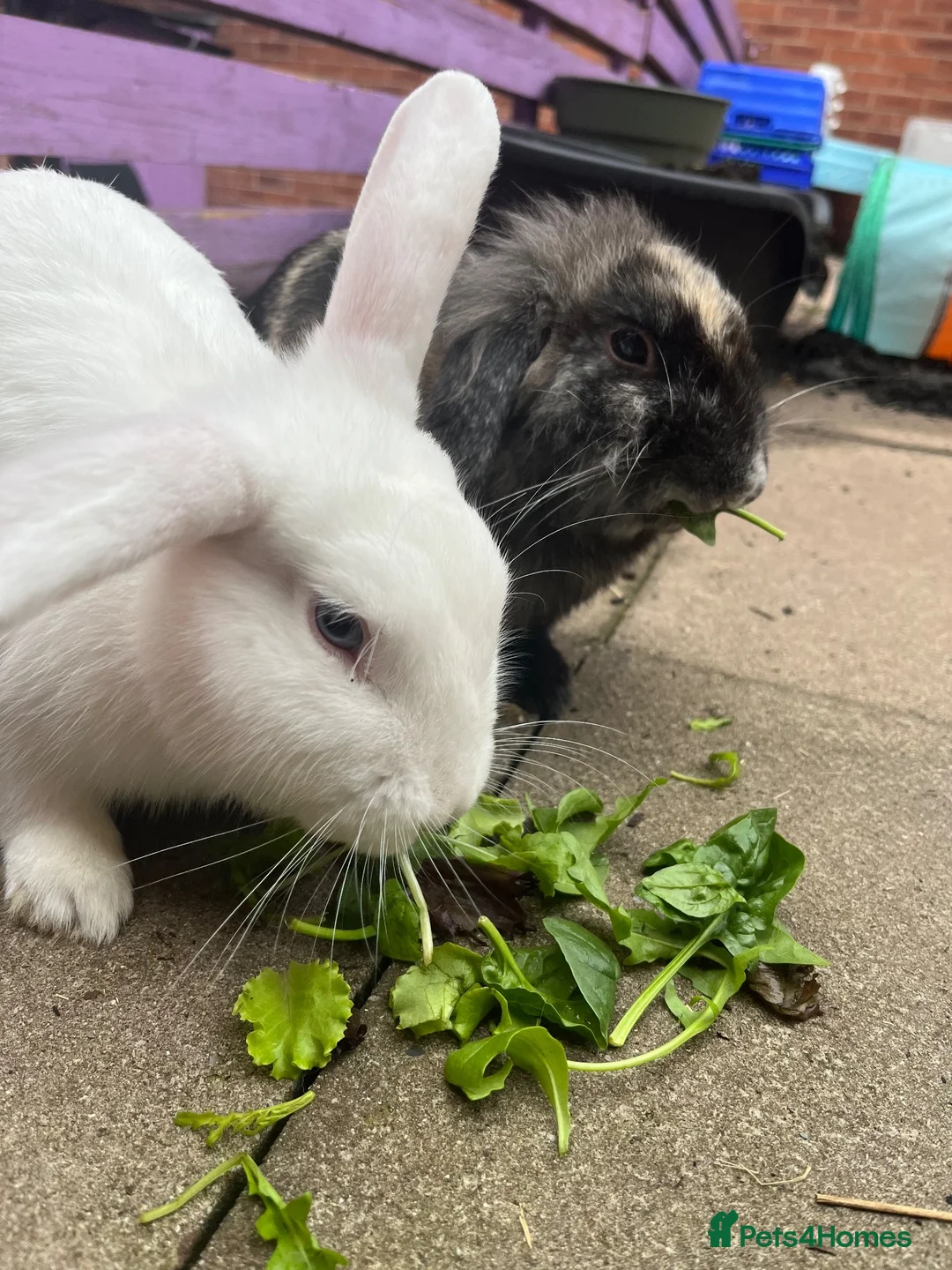 Mixed Breed rabbits for sale: 2 brothers, rabbits for sale  in Sandbach - Advert 2