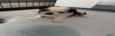 Shih Tzu Puppy 3