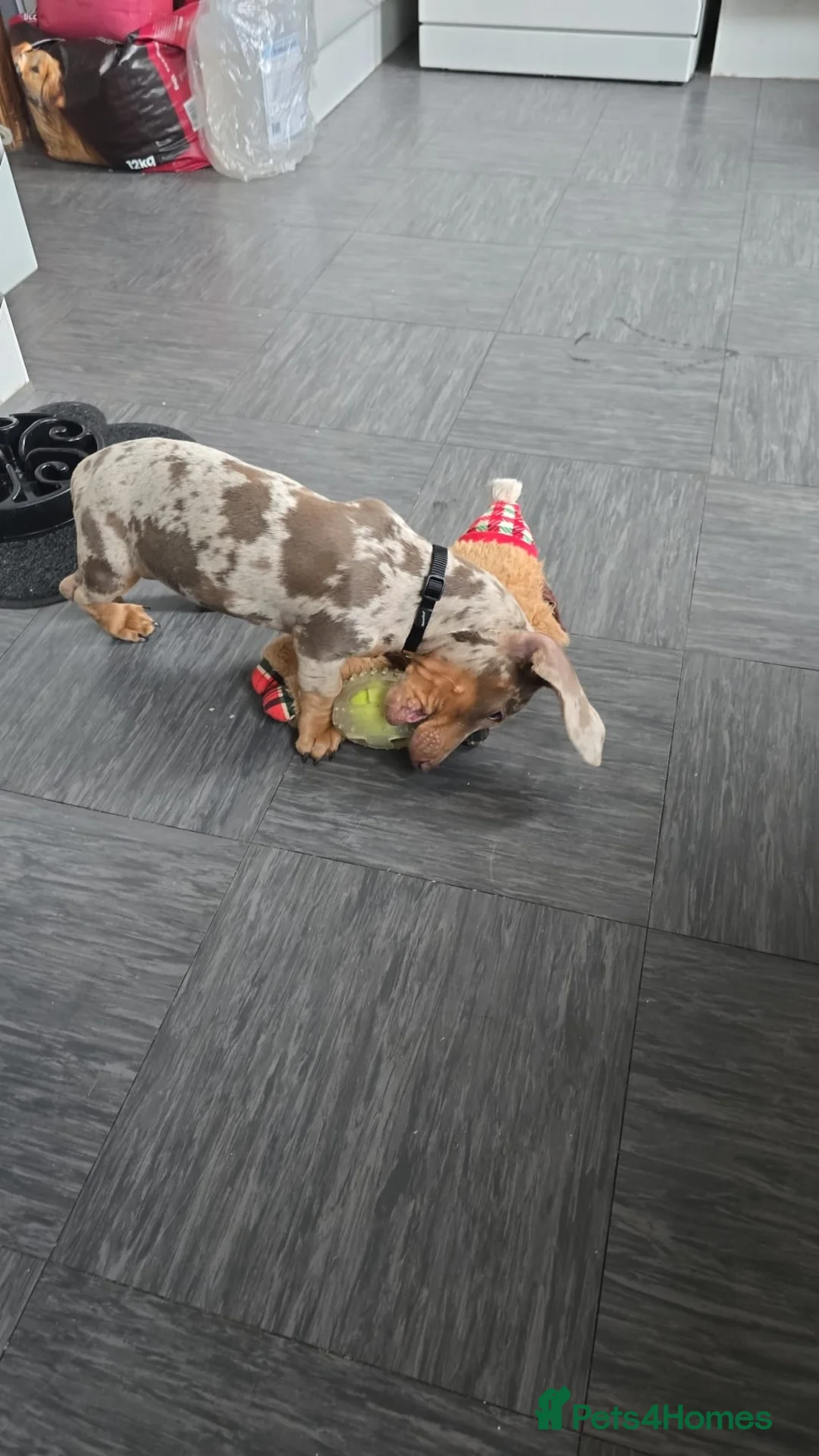 Dachshund dogs for sale: Male dapple dachshund puppy in Portsmouth - Advert 2