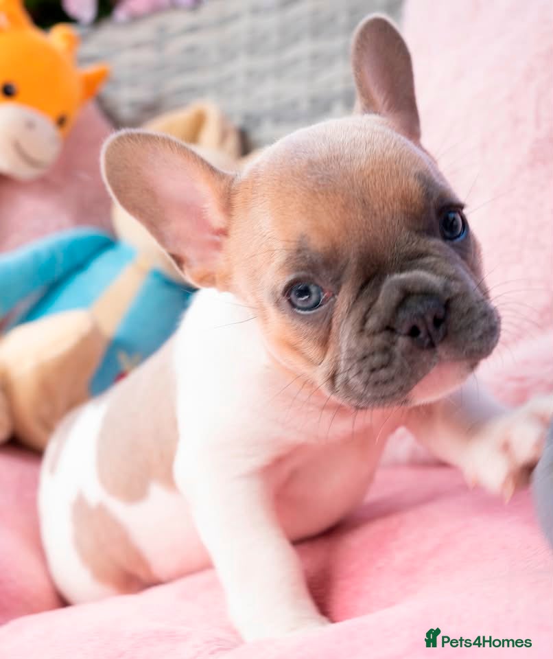 French Bulldog dogs for sale: Stunning litter of pied French bulldogs - Advert 20