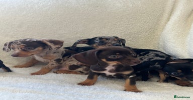 Chiweenie dogs - Advert 5
