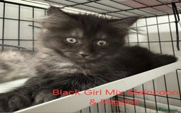 Maine Coon cats for sale: Maincoon Kitten For Sale - Image 5