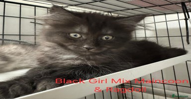 Maine Coon cats - Advert 16