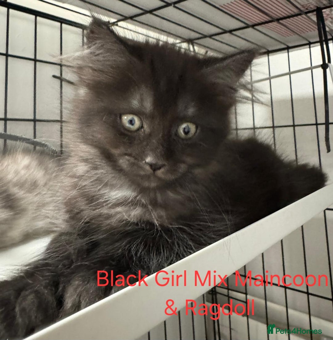 Maine Coon cats for sale: Maincoon Kitten For Sale - Image 5