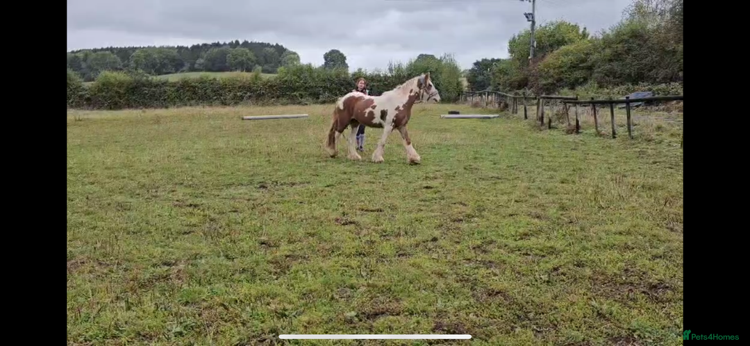 Irish Cob horses for sale: Copper 13.1/2 Gypsy Cob  - Image 11