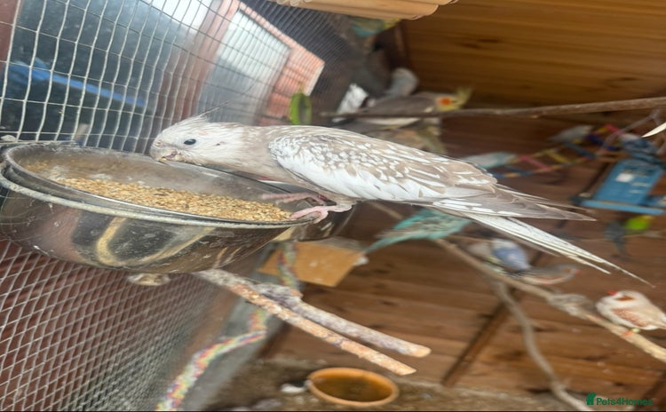 Cockatiels birds - Advert 4