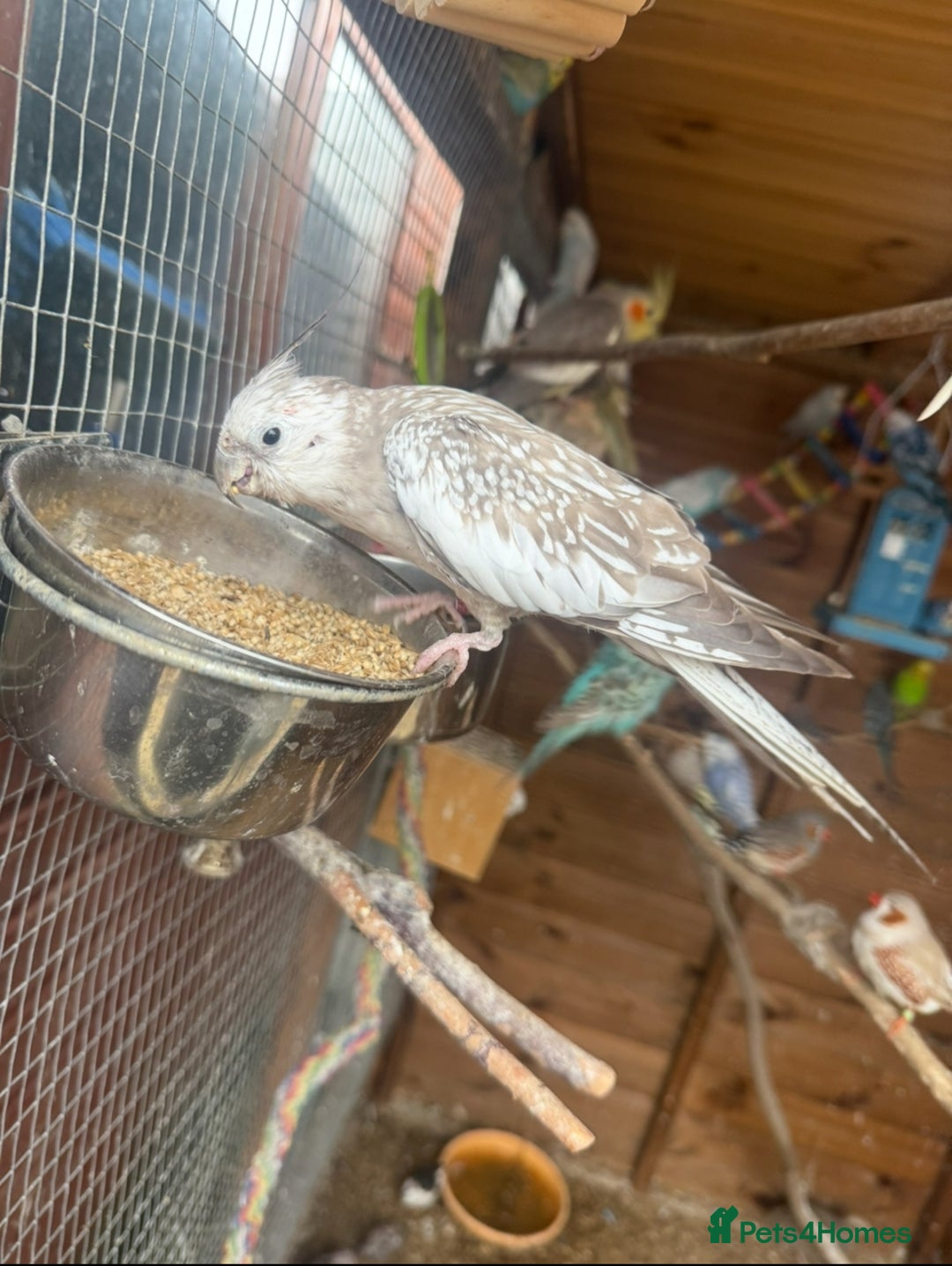 Cockatiels birds for sale: Cockatiel - Image 1