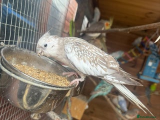 Cockatiels birds - Advert 4