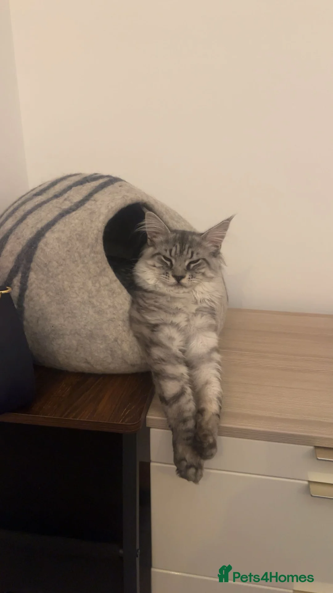 Maine Coon cats for stud: Silver Striped Male for STUD - Advert 12