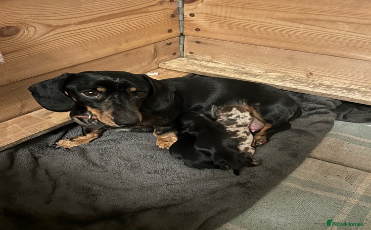 Miniature Dachshund dogs - Advert 3