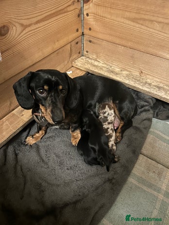 Miniature Dachshund dogs - Advert 3