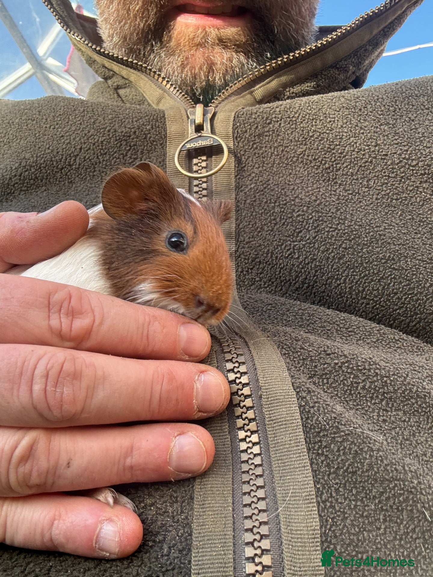 Guinea Pig rodents Young female guinea pigs - Advert 1