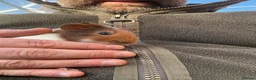 Guinea Pig rodents for sale: Young female guinea pigs - Advert 1