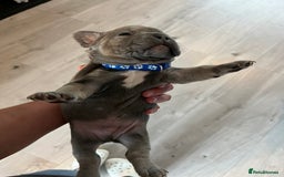 French Bulldog dogs for sale: Blue /tan Frenchbull dog - Image 2