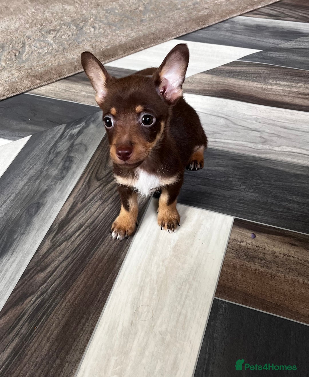 Mixed Breed dogs for sale: Adorable Dachshund x Pomchi Puppies - Image 28
