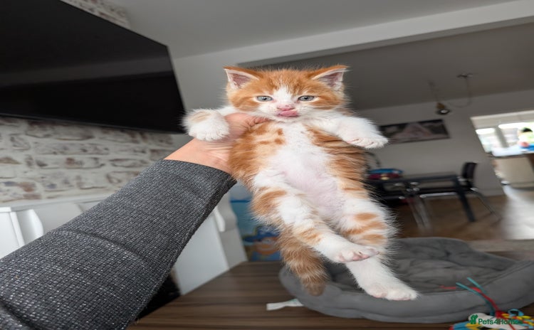 Maine Coon cats - Advert 4