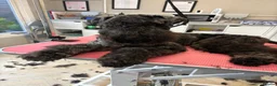 Kerry Blue Terrier dogs for sale: Blue kerry Mbuemo in Nottingham - Advert 3