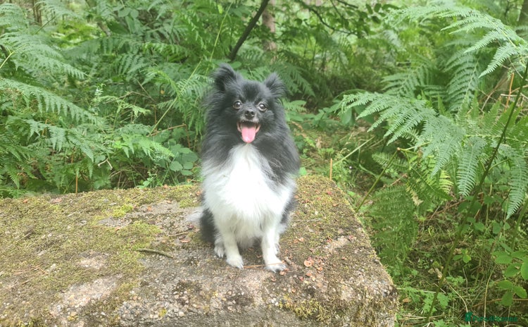 Pomchi dogs in Nottingham - Advert 1
