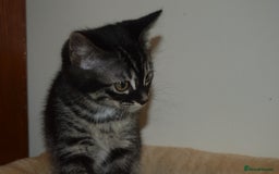 Bengal cats for sale: BEAUTIFUL HALF BENGAL KITTENS - Image 18