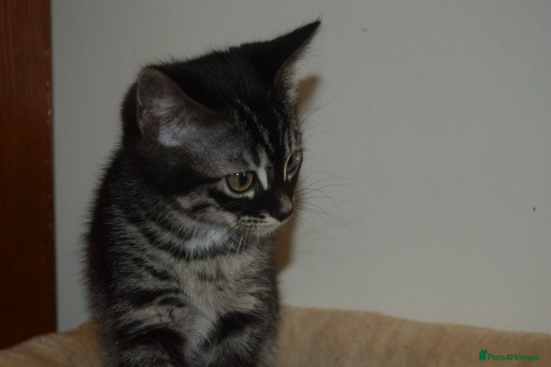 Bengal cats for sale: BEAUTIFUL HALF BENGAL KITTENS - Image 18