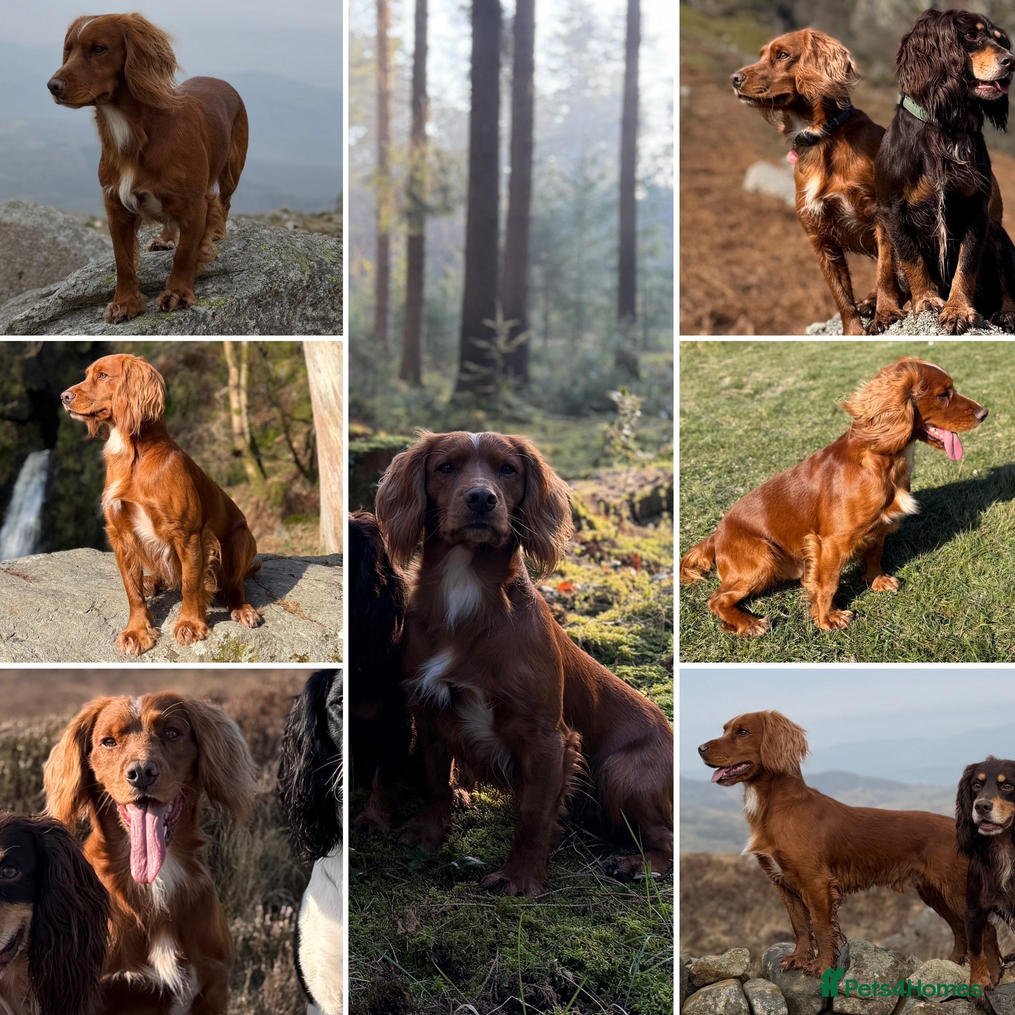Cocker Spaniel dogs Extensively health tested. Carries tan. KC reg.  - Advert 17