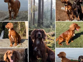 Cocker Spaniel dogs Extensively health tested. Carries tan. KC reg. - Advert 17