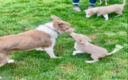 Border Collie dogs for sale: Border collie puppies - Image 2