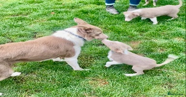 Border Collie dogs - Advert 2
