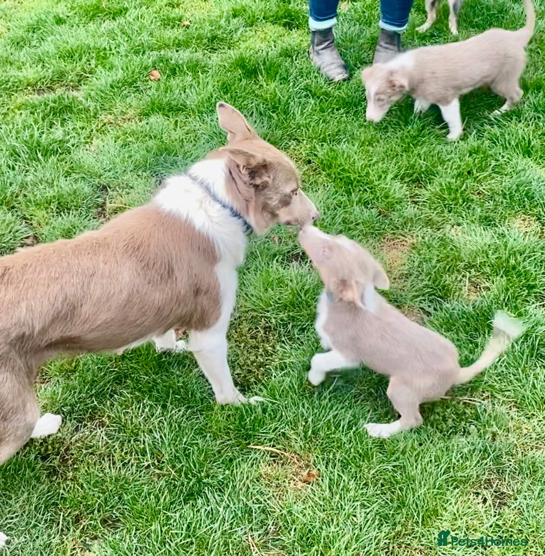 Border Collie dogs for sale: Border collie puppies - Image 2