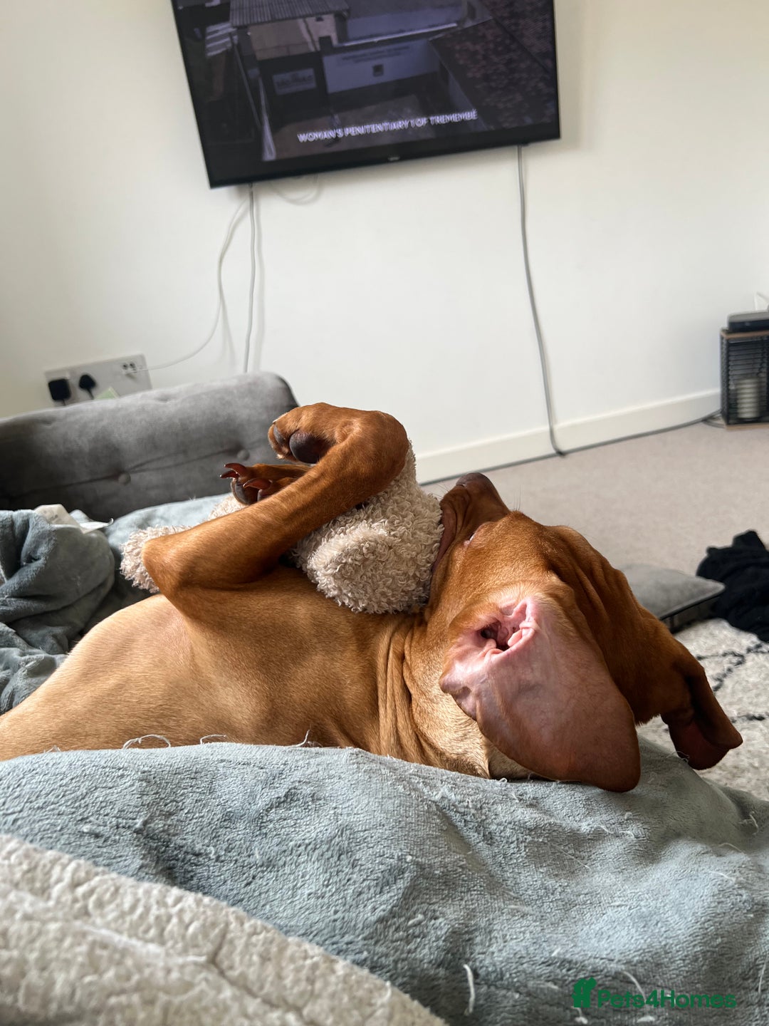 Hungarian Vizsla dogs for sale: Male Hungarian vizsla to rehome  - Image 4