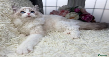 Ragdoll cats - Advert 9