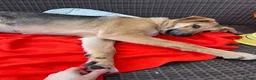 Anatolian Shepherd dogs for adoption: 6.5-Month-Old Anatolian Shepherd Mix Ready For You - Advert 5