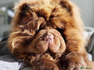 Chow Chow dogs HERSHEY the famous chocolate carrying blue. in Cheltenham - Advert 11