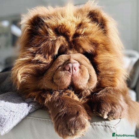 Chow Chow dogs in Cheltenham - Advert 1