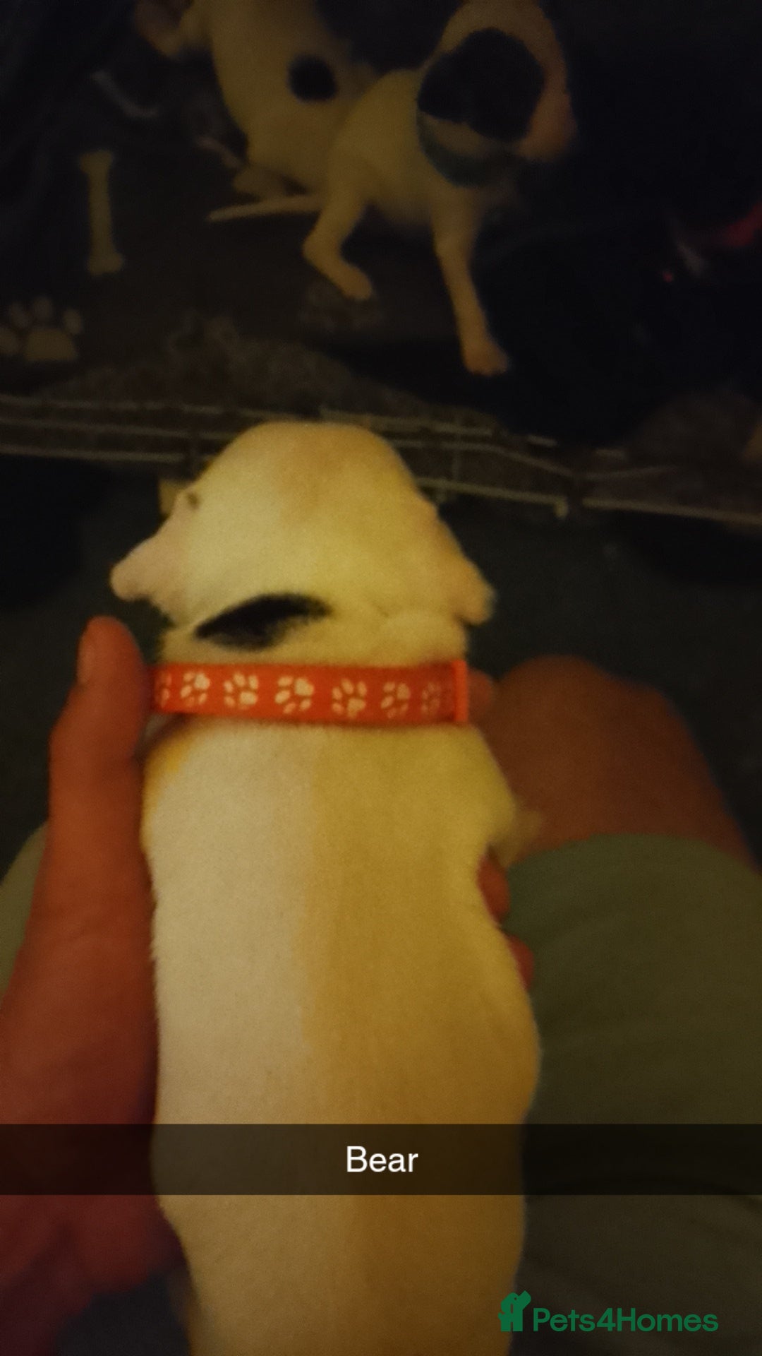 Staffordshire Bull Terrier dogs for sale: Staffie puppies for sale  - Image 4