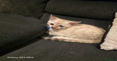 Bengal cats - Advert 13