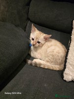 Bengal cats - Advert 3