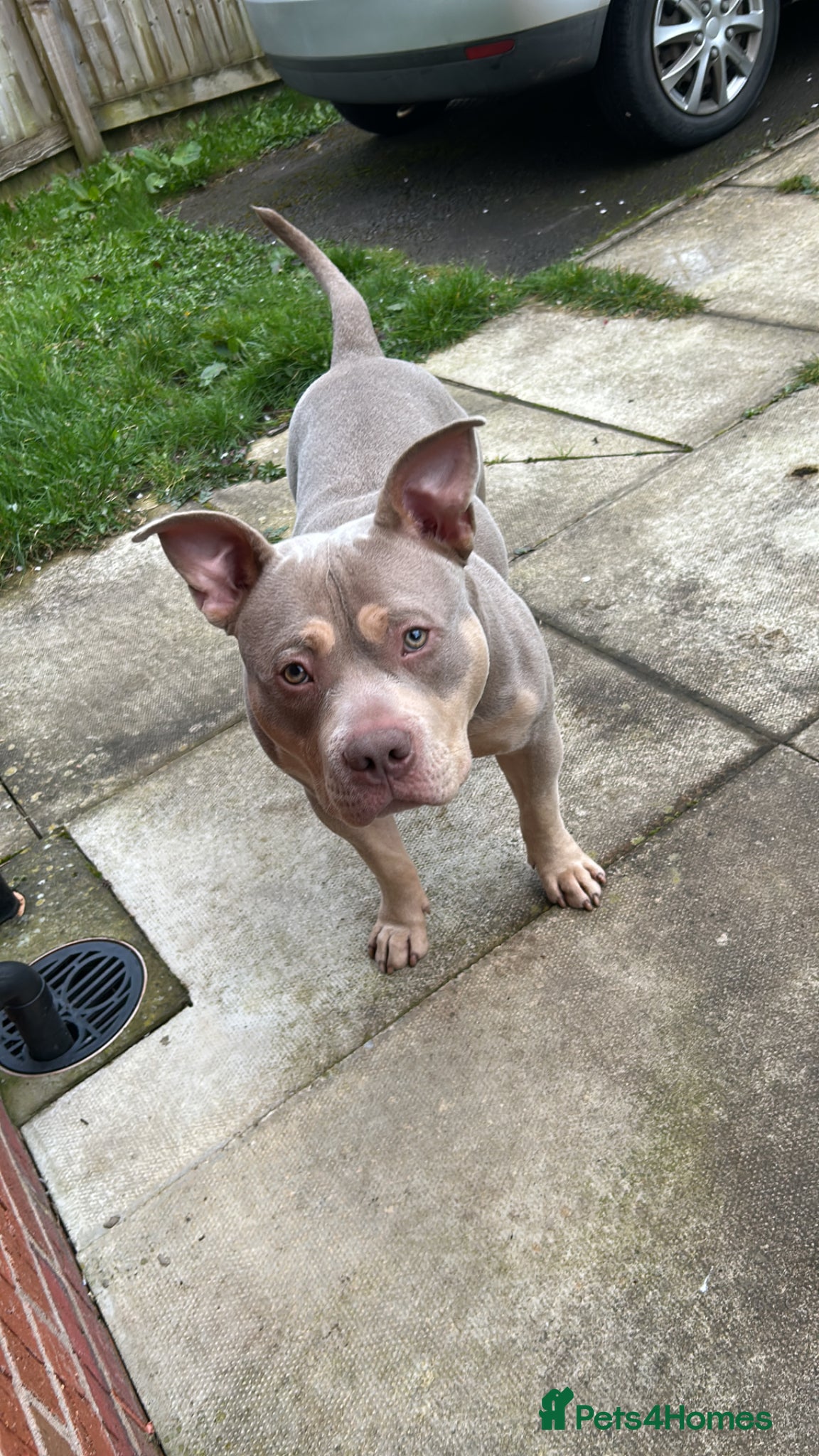 American Bully dogs 14 month old pocket bulldog male - Advert 3