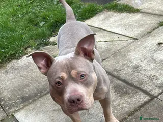 American Bully dogs 14 month old pocket bulldog male - Advert 3